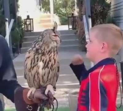"hoothoot, enough. don't scare the kid.." "b..but.."