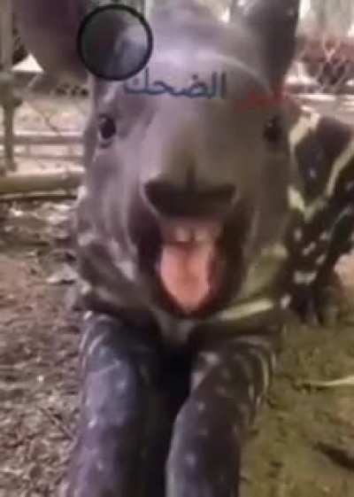 what is this animal ??