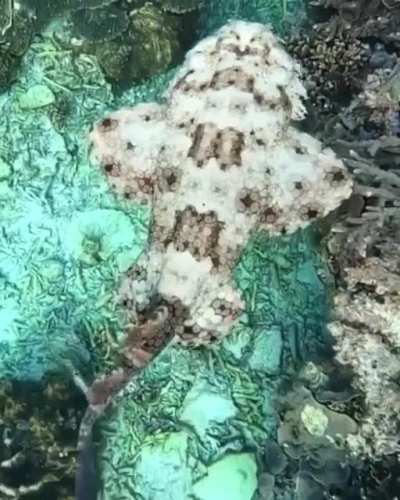 ? A Wobbegong Shark scanning the Great Barrier Reef for its next meal [captured by Jacinta Shackleton] ?