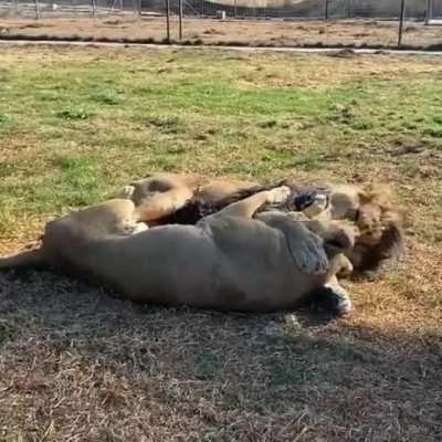 ? Lions cuddling