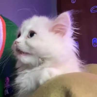 Meow