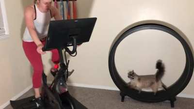 Pippa is the best workout buddy until she loses her chicken-herring paté ??