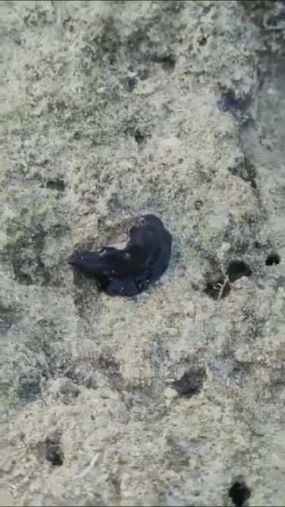? Marine flatworm engulfs a crab