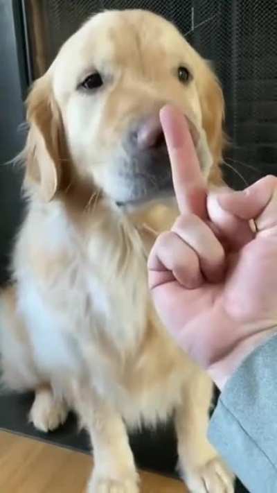 the cutest dog ever