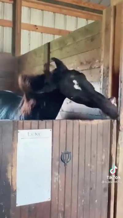 Horse.exe has stopped working