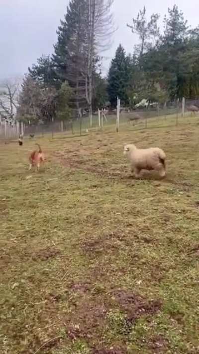 Happy sheep ???