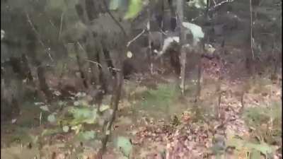 A hunter is charged by mama bear with 3 cubs. Doesn’t shoot, gets away safely