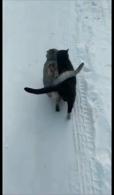 Two Happy Cats Being Bros!