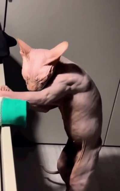 ? Hairless Cat Cleaning Itself