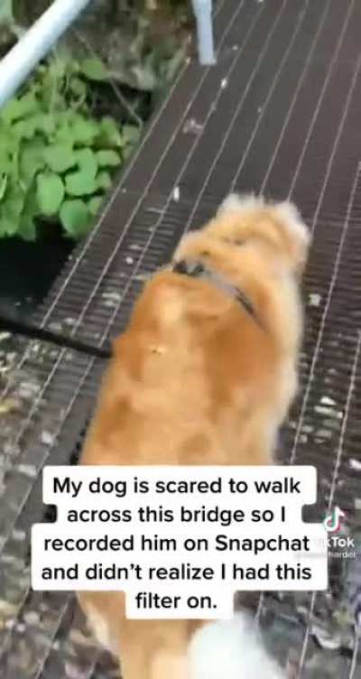 atleast the dog made it across the bridge