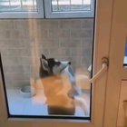 Let him in!