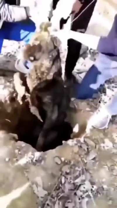 Rescuing a dog from a deep hole