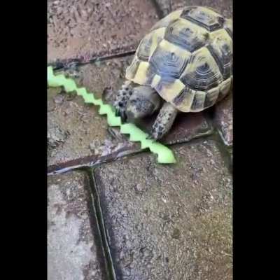 Turtle eating cucumber