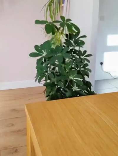 The fascinating growth of a tree plant over a year