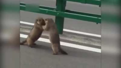 ? Groundhogs Street Fighting
