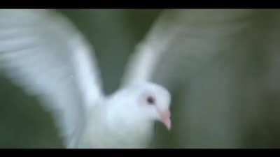 Bollywood pigeon fight