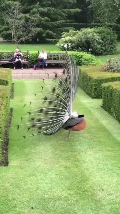 ? This stunning peacock display