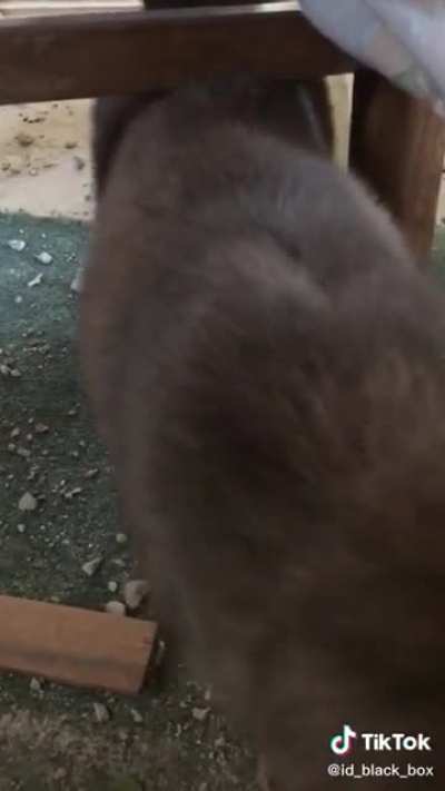 This poor cat ?