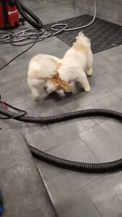 Battle of the brothers for 1st place in Derping❤️?