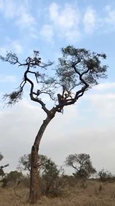 ? Monkey playing life game with Leopard