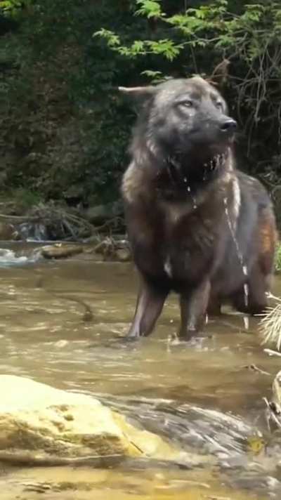 ? Thirsty Wolf