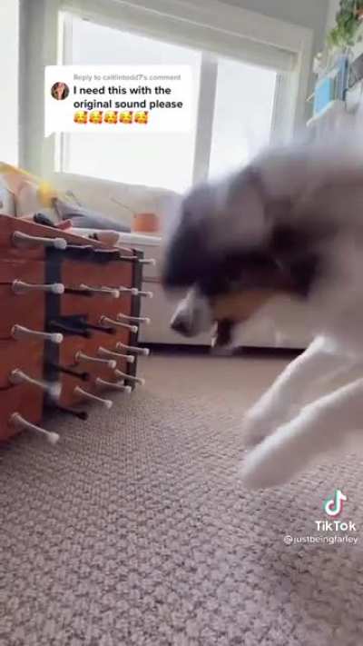 Happiest doggo
