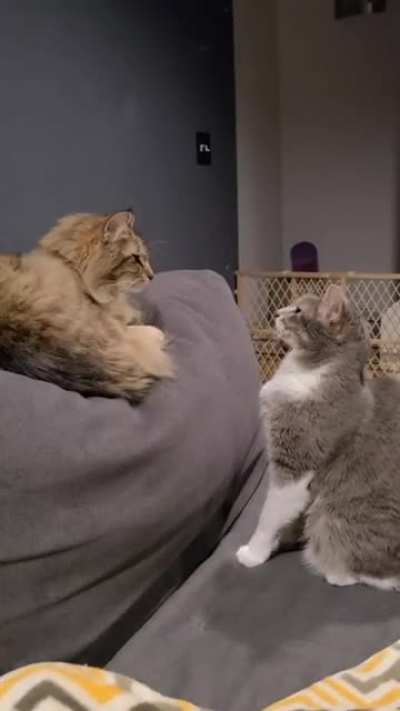 Cat goes past it's love acceptance threshold