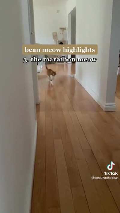 Bean and his many meows (via @/beautyandthebean on TikTok)