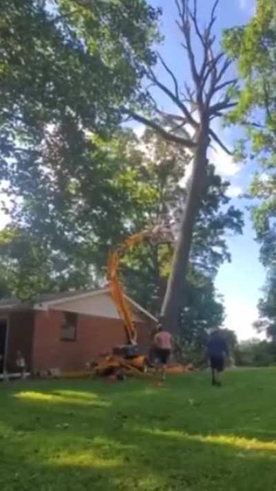 If I use a Genie Lift to knock over a giant tree.