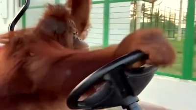 Driving to the Banana Store ?