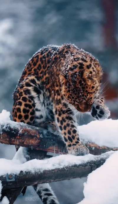 ? an Amur Leopard grooms in the snow