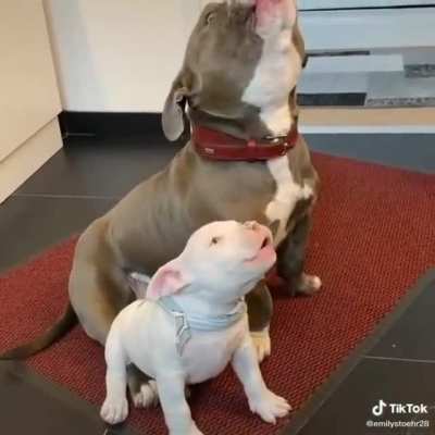 Puppy: "am I doing it right?"