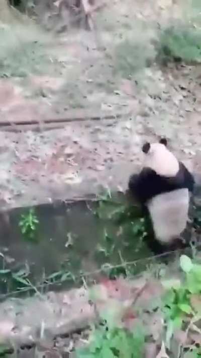 Panda reminding us why they’re endangered