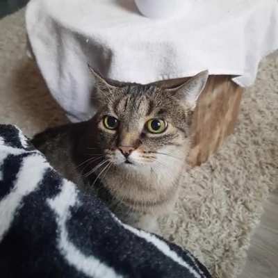 Cat eyes are cool