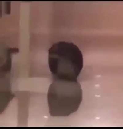 Chungus cat: "Did you guys see that big ugly cat chasing me!?, where tf it go?!"