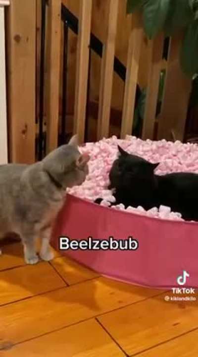 Cats that are: