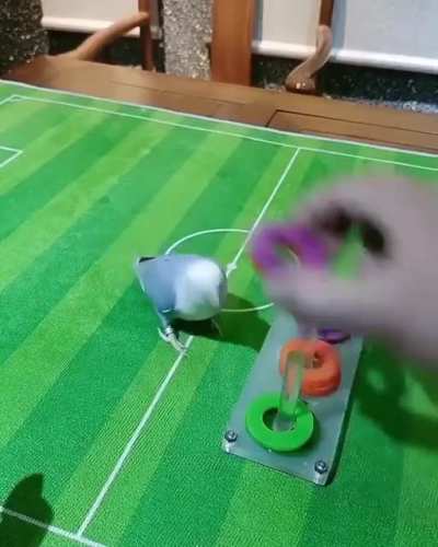 Very smart bird ?