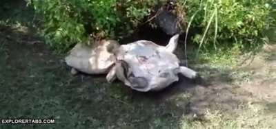 Turtle Power