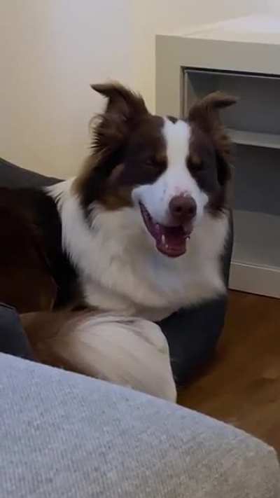 I think my dog just remembered an important appointment he totally forgot about ?