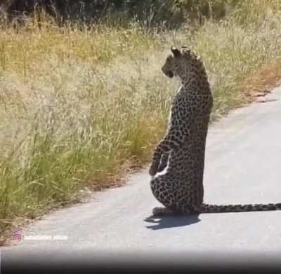 ?? Leopard stands on its hind legs to get a better view of its prey