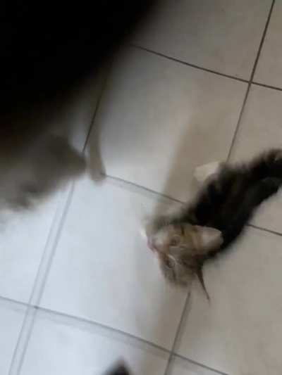 Their favourite treat!