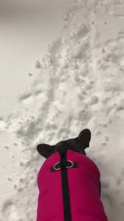 Dog was like "nope" and did a 180