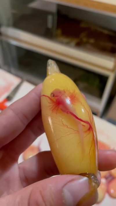 ? This incredible shark embryo ?