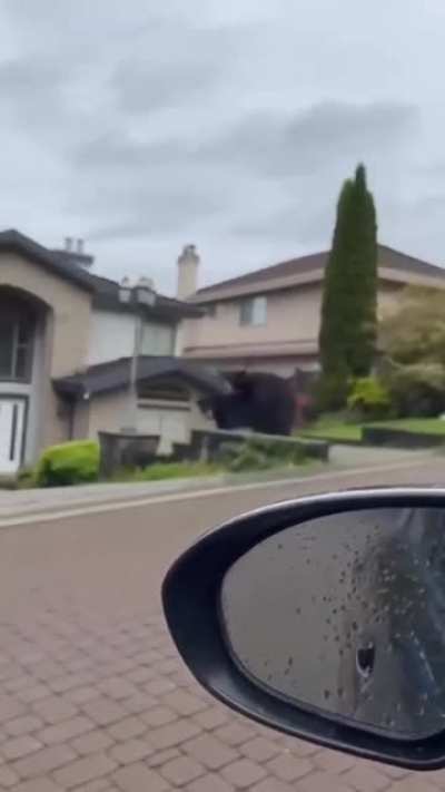 A regular day in the burbs