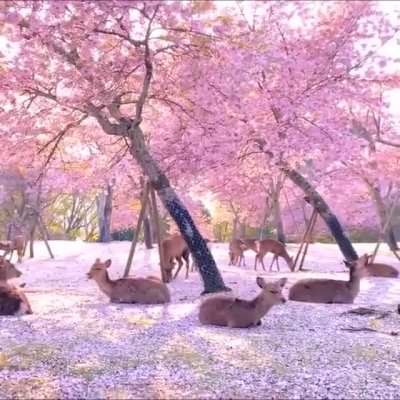 ? A herd of deer under cherry blossom trees in Japan