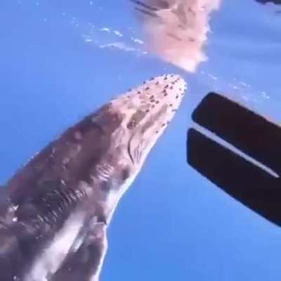? Humpback Whale Powering Up To The Surface And Breaching