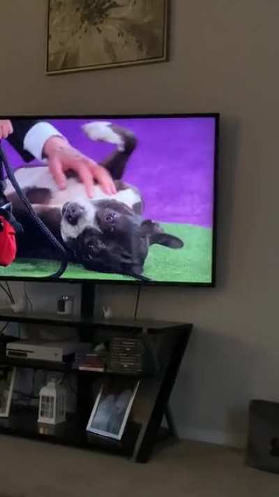 This goes here. He was jealous of tv dogs belly rubs.
