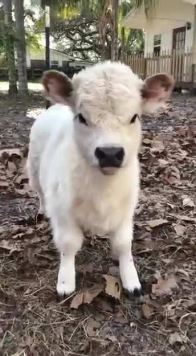 Moo ?