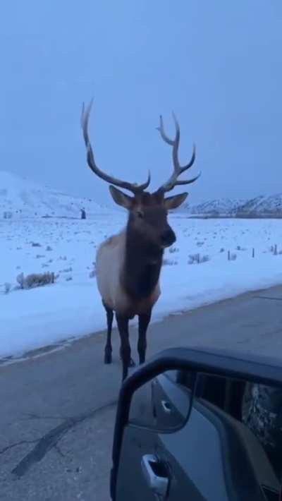 ?Man in car challenges Elk and learns the hard way.... FAFO
