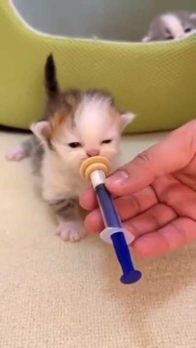 Feeding smol kitten.